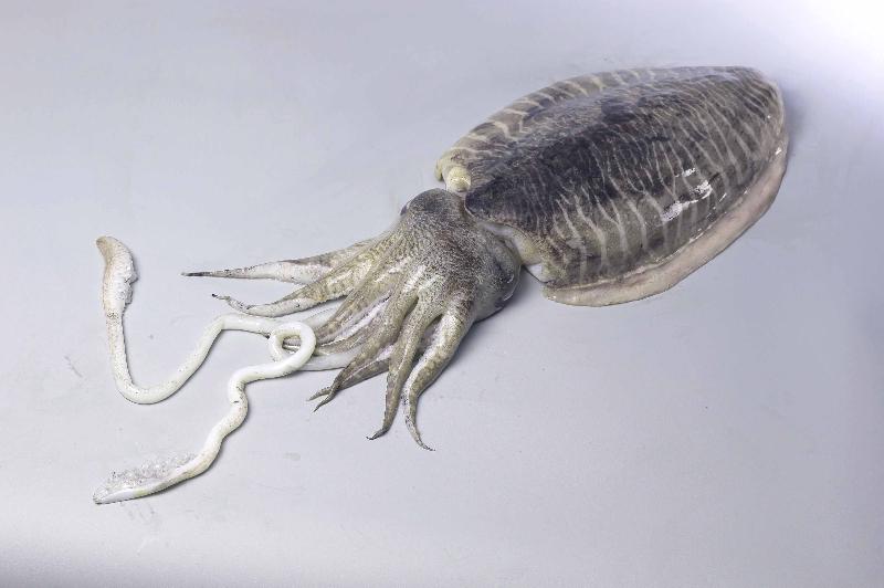 Cuttlefish (Sepia Spp.)