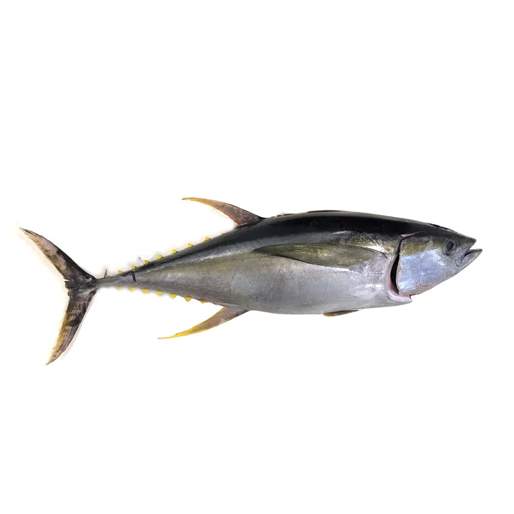 Yellow-Fin Tuna